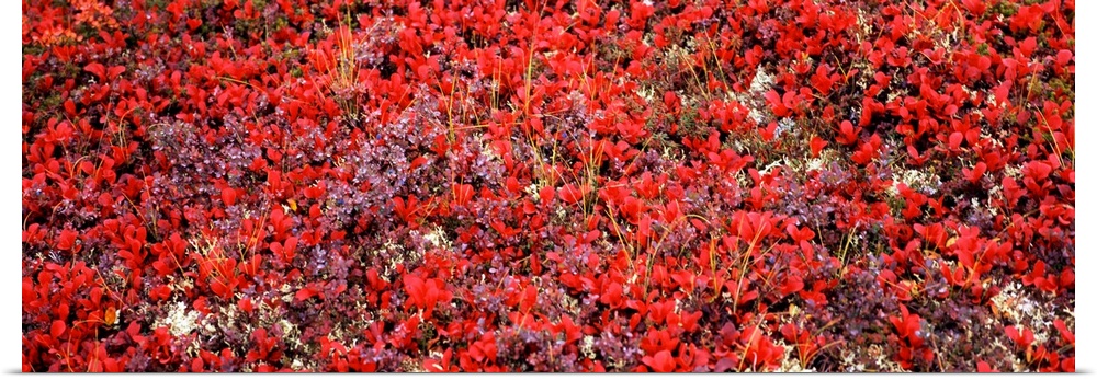 Close up of flowers, Tundra, Denali National Park, Alaska,