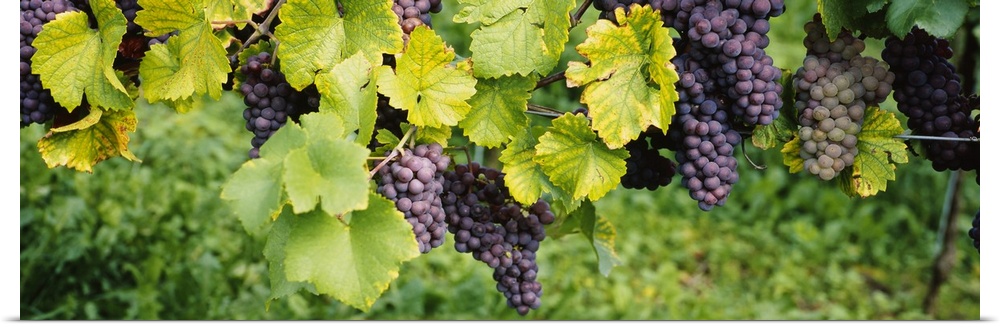 Panoramic canvas of grapes on the vine viewed up close.