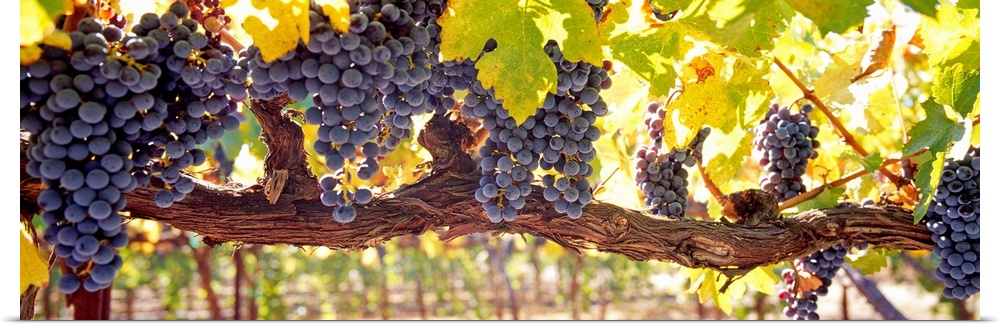 Panoramic canvas art of grape clusters hanging from grape vines in a vineyard.