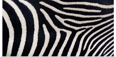Close-up of Greveys zebra stripes