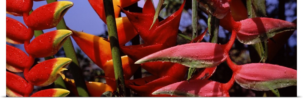 Zoomed-in photograph of tropical Heliconia plants in Hawaii.