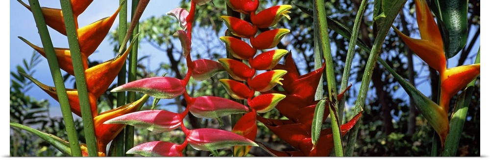 Close-up of Heliconia flowers, Hawaii, USA