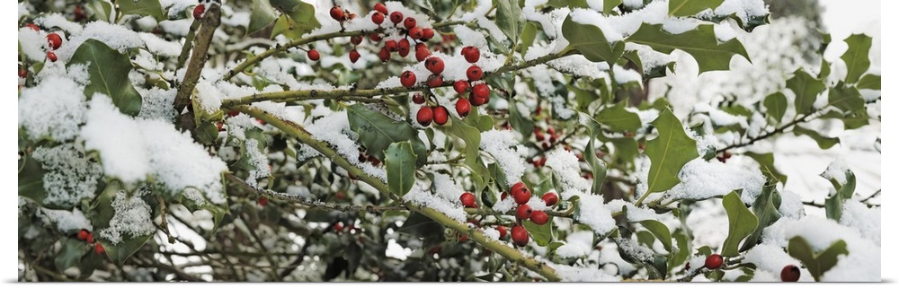 Close-up of holly berries covered with snow on a tree