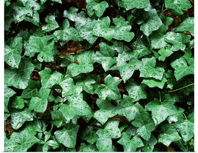Close-up of ivy leaves