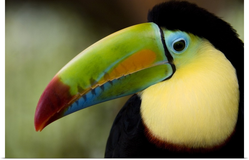 Photograp[h of the face of a Keel Billed toucan in Costa Rica.