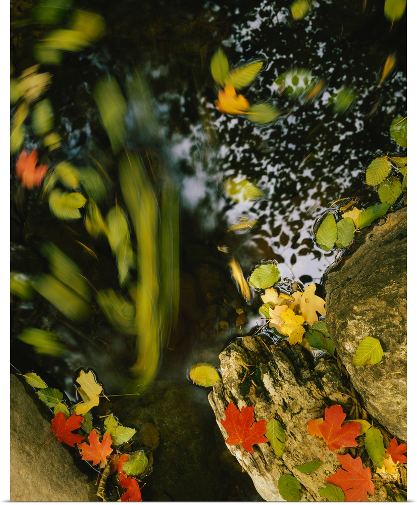 Close-up of maple and Arizona White oak (Quercus arizonica) leaves on the rocks, Workman Creek, Sierra Ancha Experimental ...