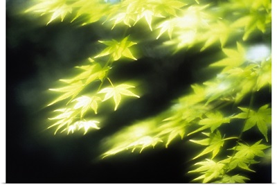 Close up of maple leaves
