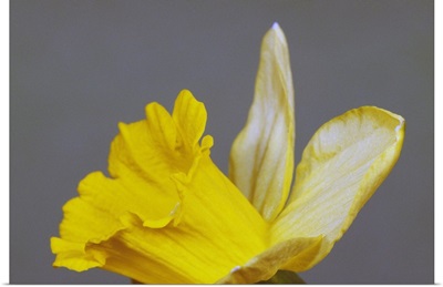 Close up of narcissus or daffodil flower blossom, green background.