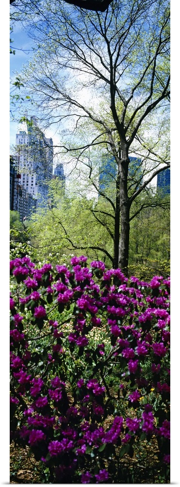 Tall and narrow canvas photo of flowers in NYC with tall skyscrapers in the distance.