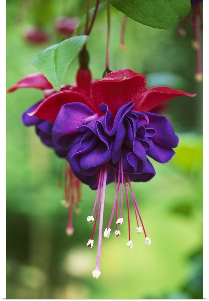 Vertical image of a brightly colored flower on canvas.
