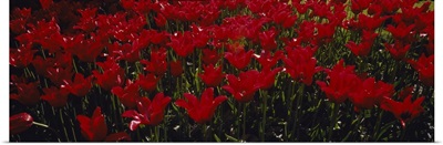 Close-up of red tulips in a field, Holland, Michigan