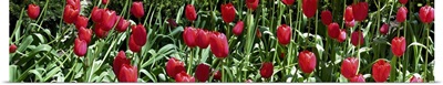Close-up of red tulips in a garden