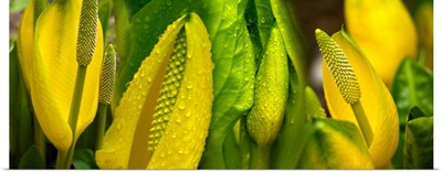 Close-up of skunk cabbage