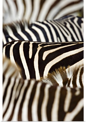 Close-up of stripes on Zebras, Masai Mara National Reserve, Kenya