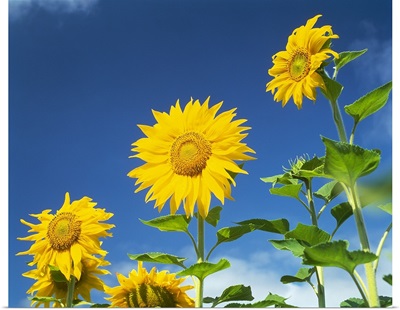 Close up of sunflowers (Helianthus annuus), Japan