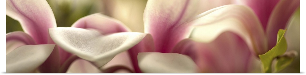 Close-up of tulip flowers