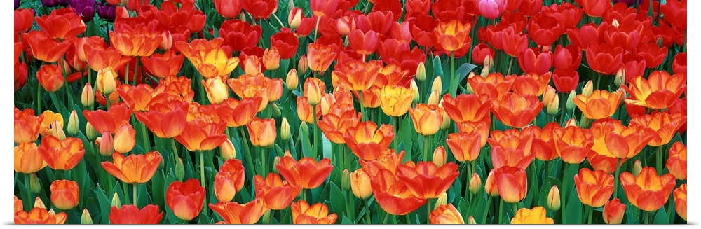 A panoramic photograph of flame colored tulips growing in a flower bed together.