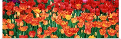 Close-up of tulips in a garden, Botanical Garden of Buffalo and Erie County, Buffalo, New York