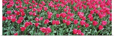 Close-up of tulips in spring, Canberra, Australia