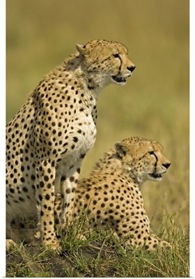 Close-up of two Cheetahs (Acinonyx Jubatus), Masai Mara National Reserve, Kenya