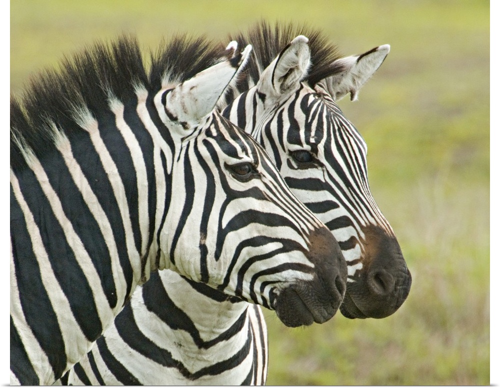 Big photo on canvas of two zebras seen from their neck up next to each other.