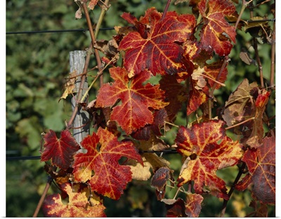 Close-up of vine leaves