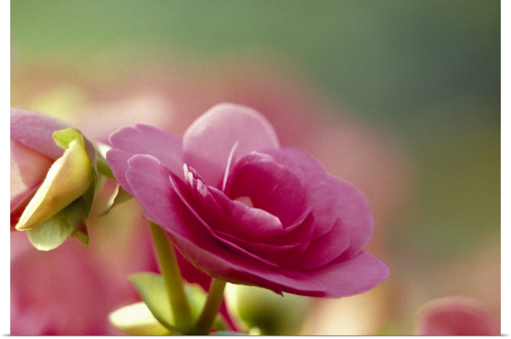 This picture was taken closely of a single pink rose. The background is out of focus so the rose stands out.