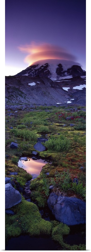 Vertical, oversized photograph of vegetation on the landscape in front of Mount Rainier, the setting sun masked behind vib...