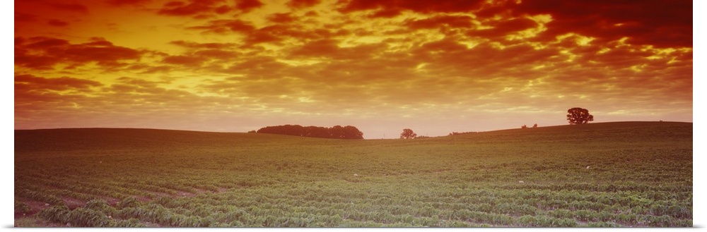 Clouds over a soybean field, Albert Lea Township, Freeborn County, Minnesota