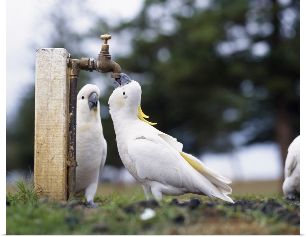 Cockatoos Drinking From Tap Australia