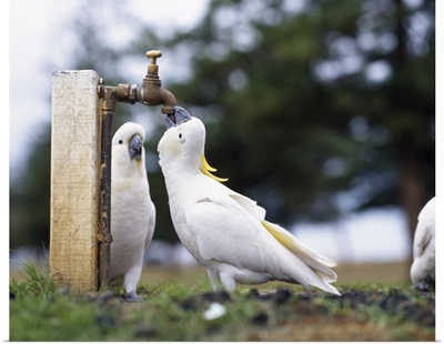 Cockatoos Drinking From Tap Australia