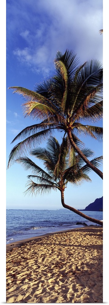 Vertical panoramic image of crooked palm trees sticking out over a sandy beach on a clear day.