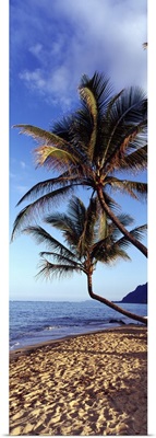 Coconut Palm Trees HI
