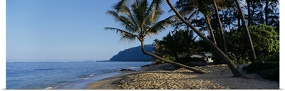 Coconut palm trees on the beach, Hawaii