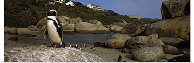 Colony of Jackass penguins (Spheniscus demersus) on the beach, Boulder Beach, Cape Town, Western Cape Province, Republic of South Africa