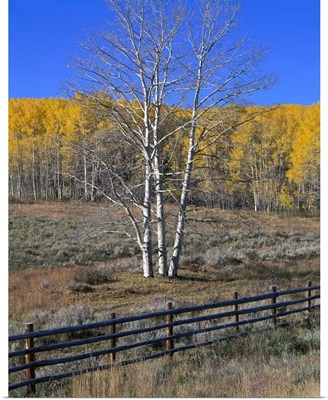 Colorado, Aspen tree and fence