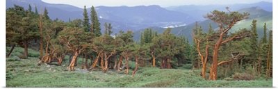 Colorado, Bristlecone pine tree on the landscape