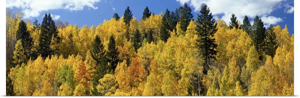 The tops of autumn colored trees are photographed in wide angle view.