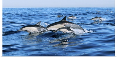Common dolphins breaching in the sea