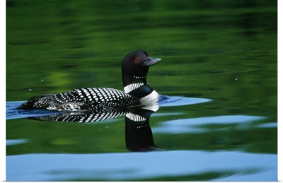 Common loon in water, Michigan
