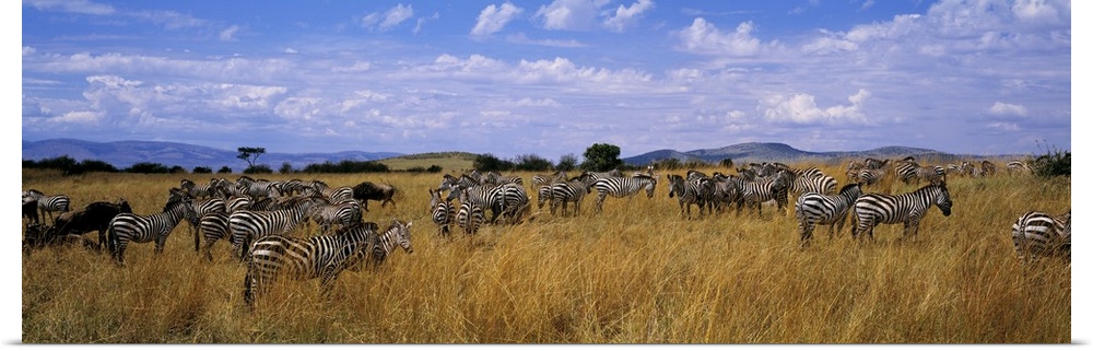 Common Zebra Maasai Mara Kenya Africa