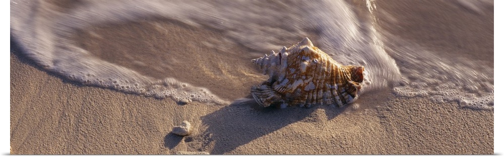 A panoramic photograph that is a close up of a sea shell on the sandy shore as waves wash around it.