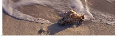 Conch Shell on the beach, Caribbean Sea, Grand Cayman, Cayman Islands