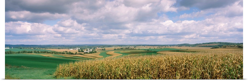 Corn and alfalfa fields, Green County, Wisconsin, USA