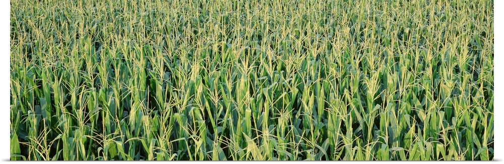 Corn crop in a field, Iowa