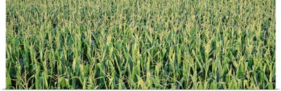 Corn crop in a field, Iowa
