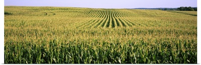 Corn crop in a field, Southeast Minnesota, Minnesota
