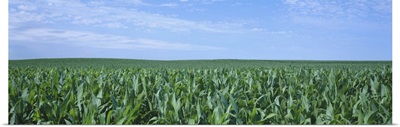Corn crop on a landscape, Kearney County, Nebraska