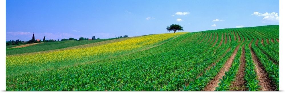 Corn Field Alsace France