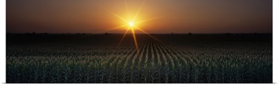 Corn field at sunrise Sacramento CA